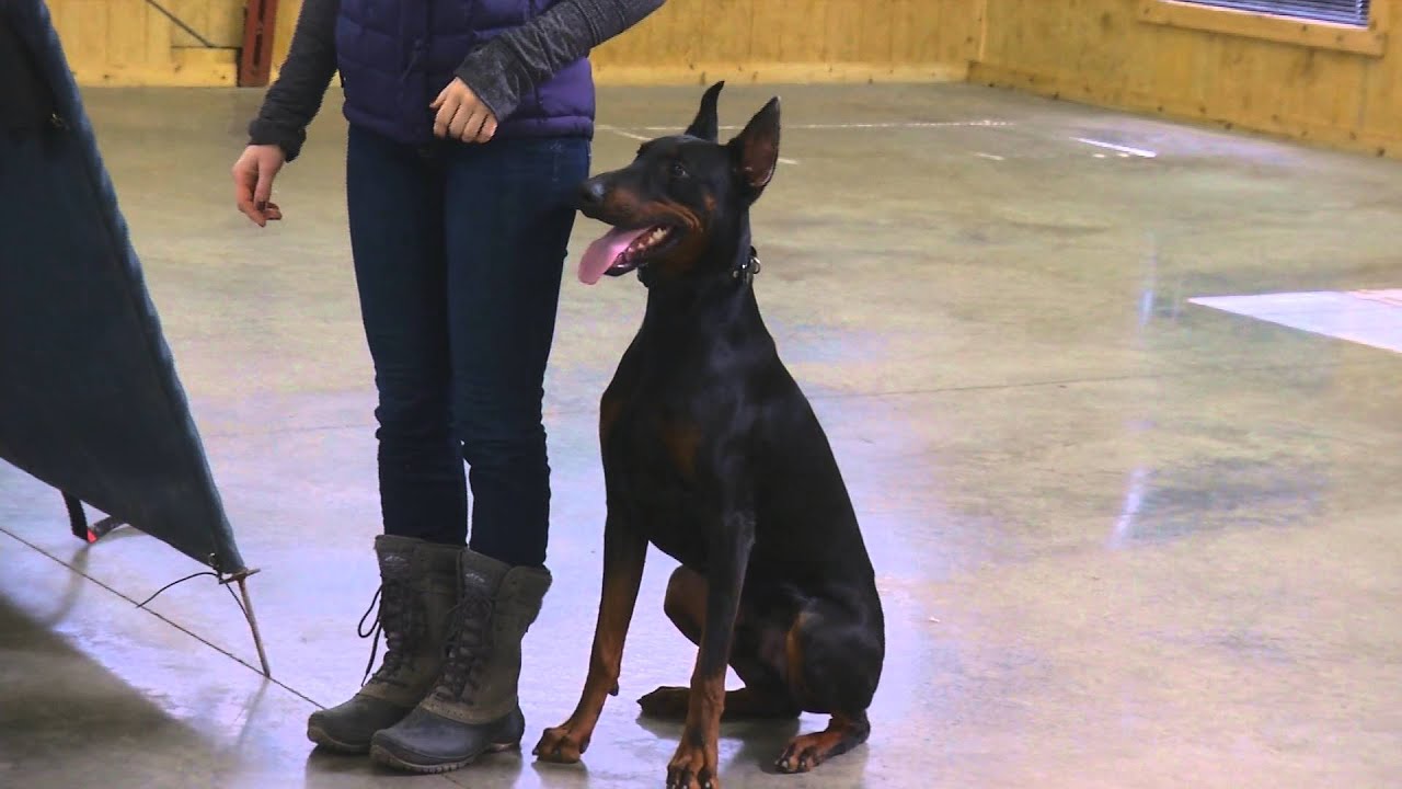 Executive Level Home Raised Personal Protection Dog 