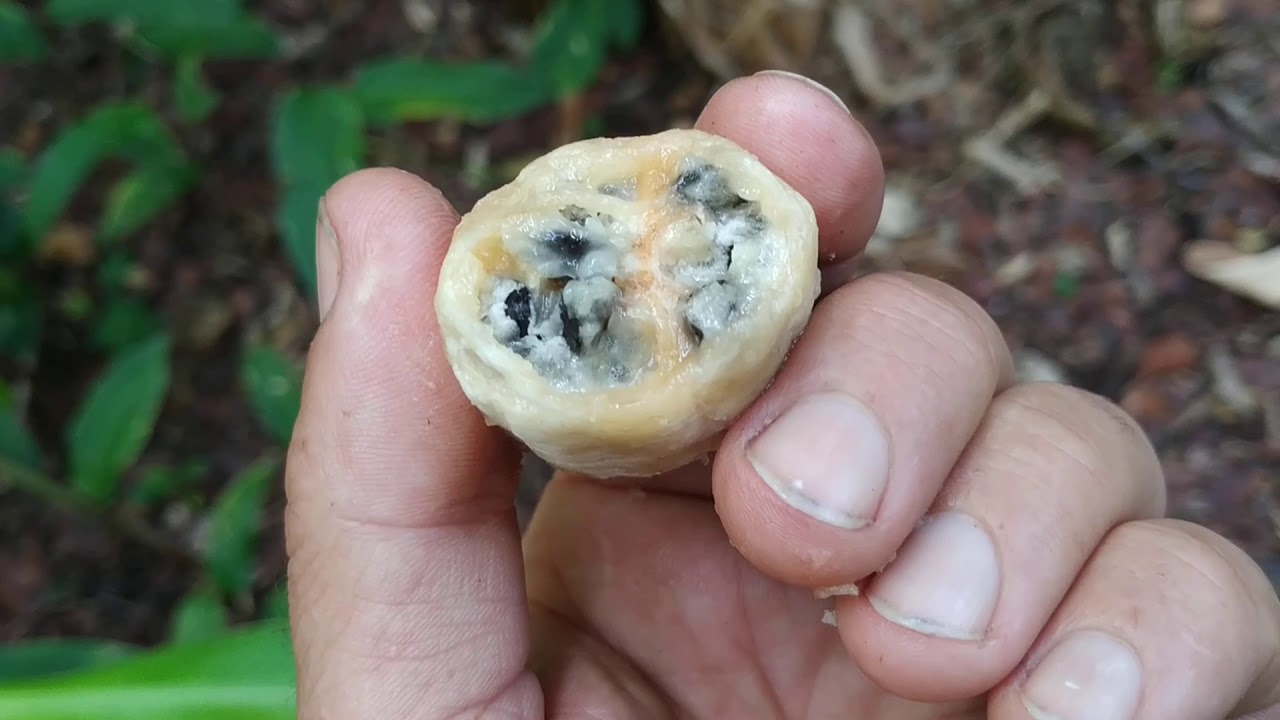 Extremely good Wild Banana tastes like apples (Musa sp)