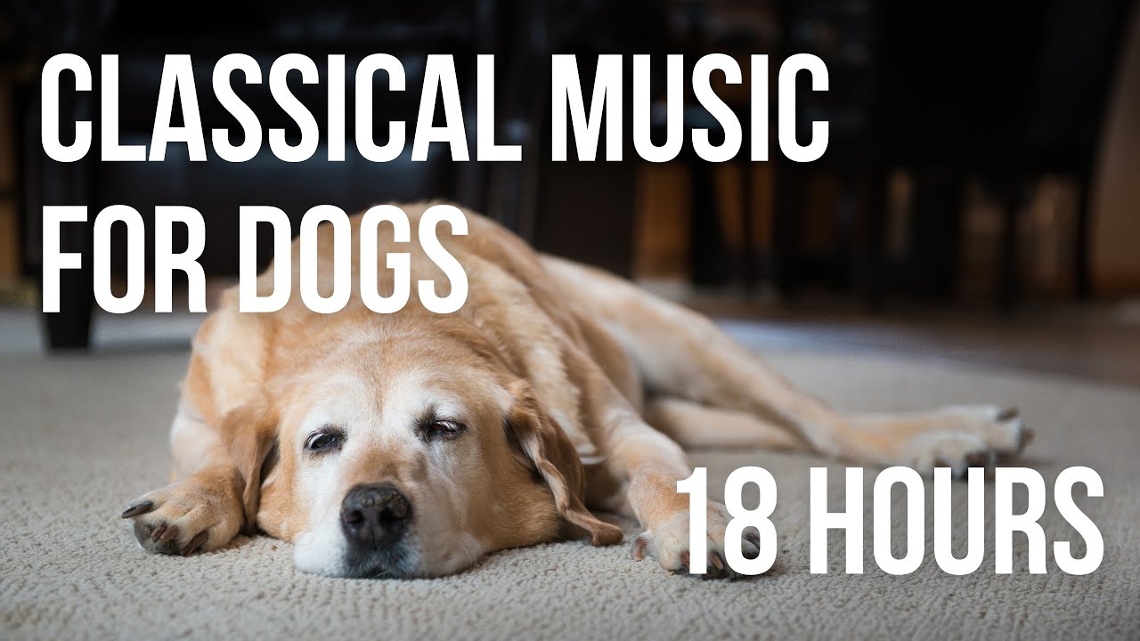 Relaxing Classical&nbsp;Music&nbsp;for&nbsp;Dogs&nbsp;with Anxiety, Fear, or During Fireworks