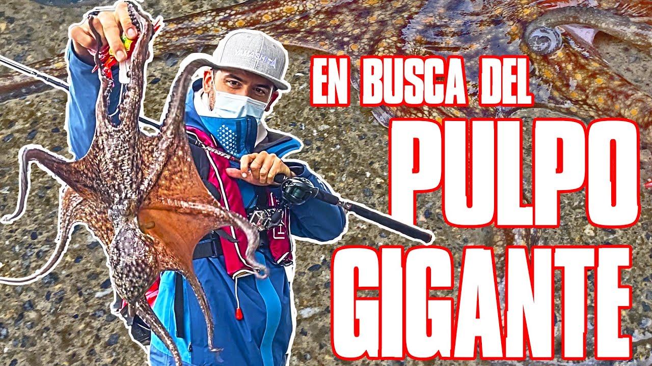 🐙 En BUSCA del PULPO GIGANTE 🐙/ Pesca de PULPOS XL