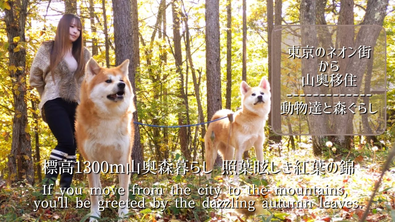 標高1300m山奥森暮らし 照葉眩しき紅葉の錦