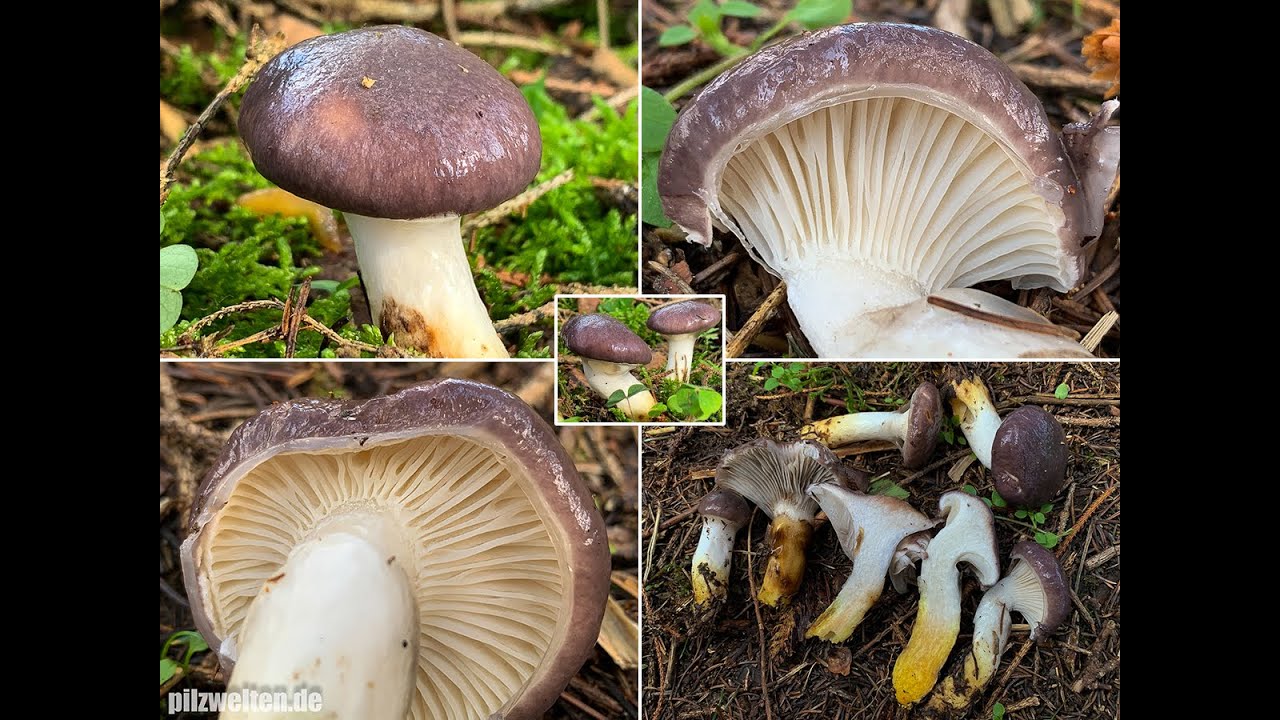 Pilzportrait: Gro&szlig;er Schmierling, Kuhmaul, Gro&szlig;er Gelbfu&szlig;, Gro&szlig;er Schleimpilz, Gomphidius glutinosus