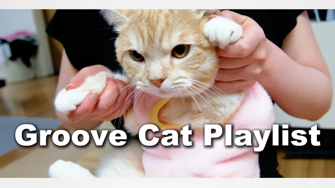 [Groove Playlist] 🪇 Cat in Stress 🪇 세상이 날 가만 안 두는 날, 기분 전환 그루브 음악 😄💗Cafe, Drive, Workout Music