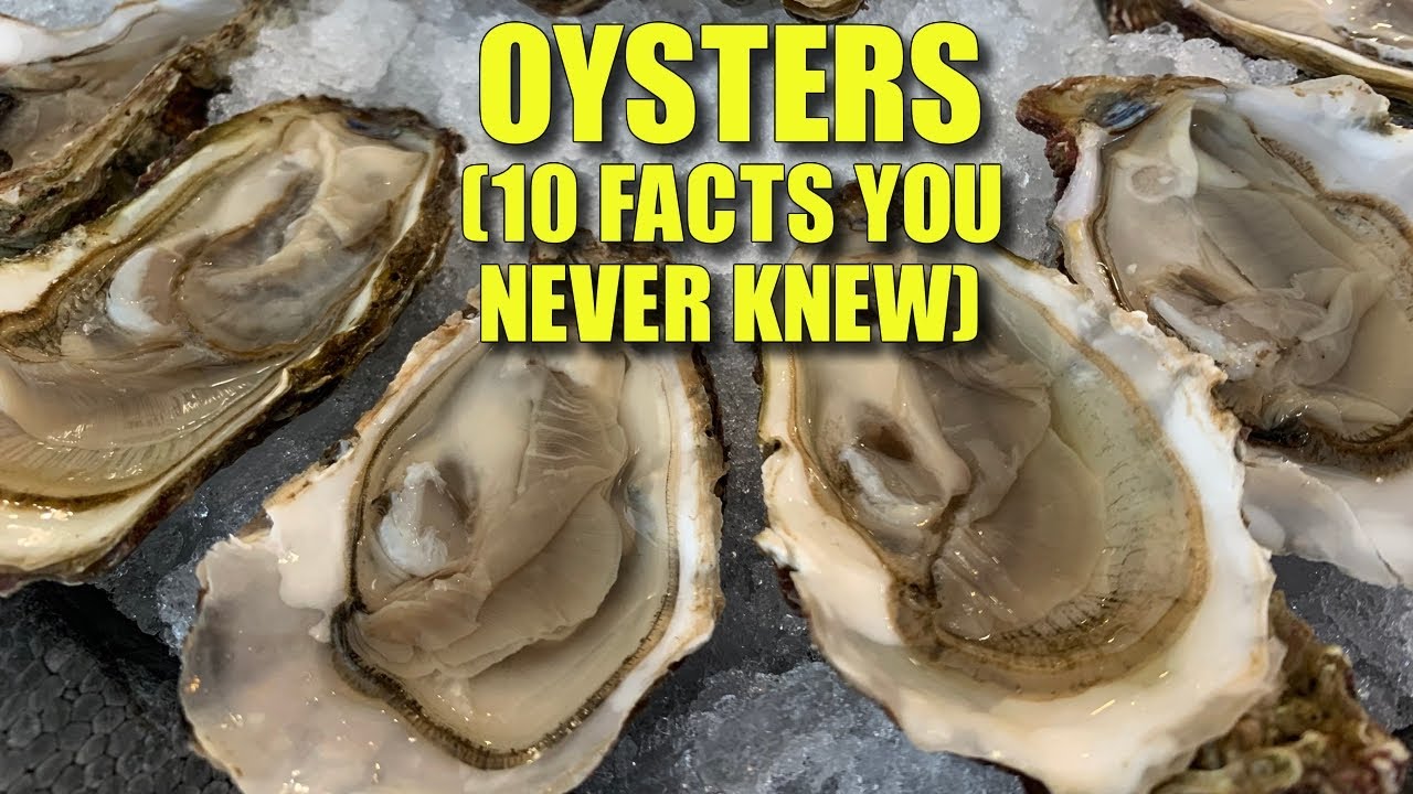 Oysters 🦪 (10 FACTS You NEVER KNEW)