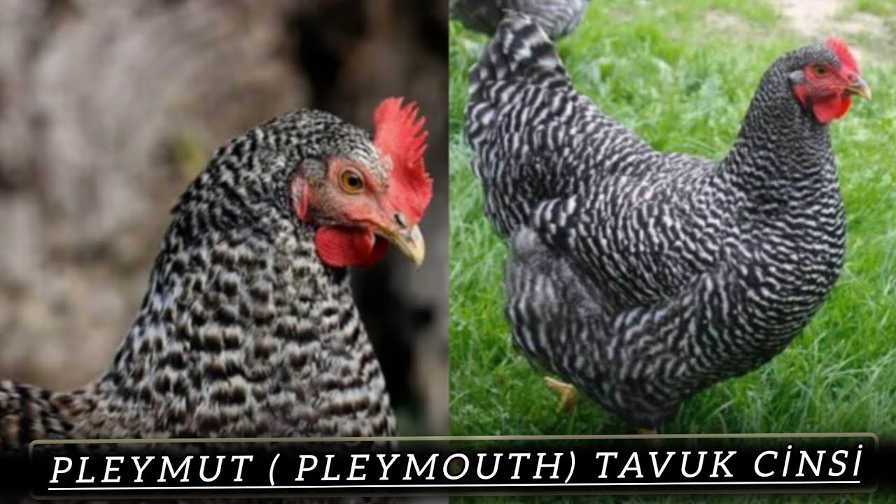 Pleymut ( Pleymouth) Tavuk Cinsi @gezercim #gezercim #chicken #pletmouth