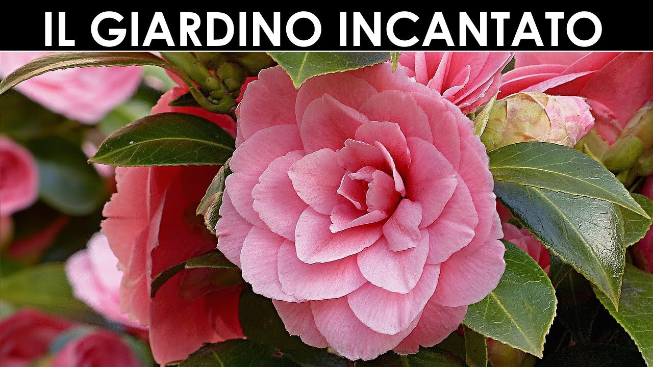 TramErboristiche - Un giardino incantato a Massa
