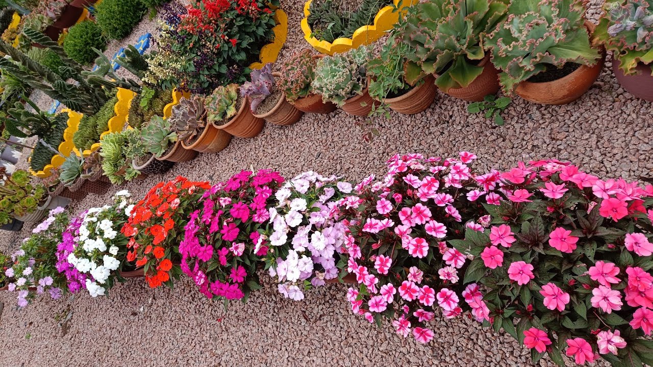 Tratando os animais limpando jardim e curtindo meus hibiscos floridos!