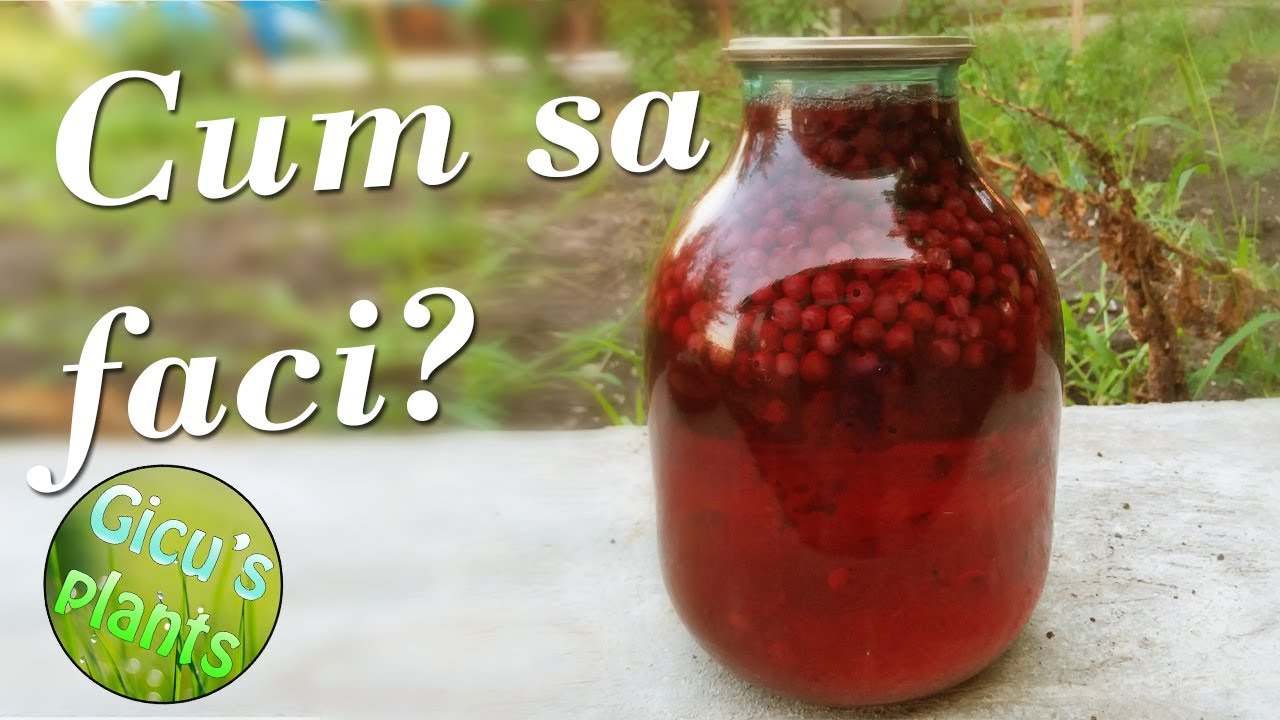 Cum sa faci compot de coacaze