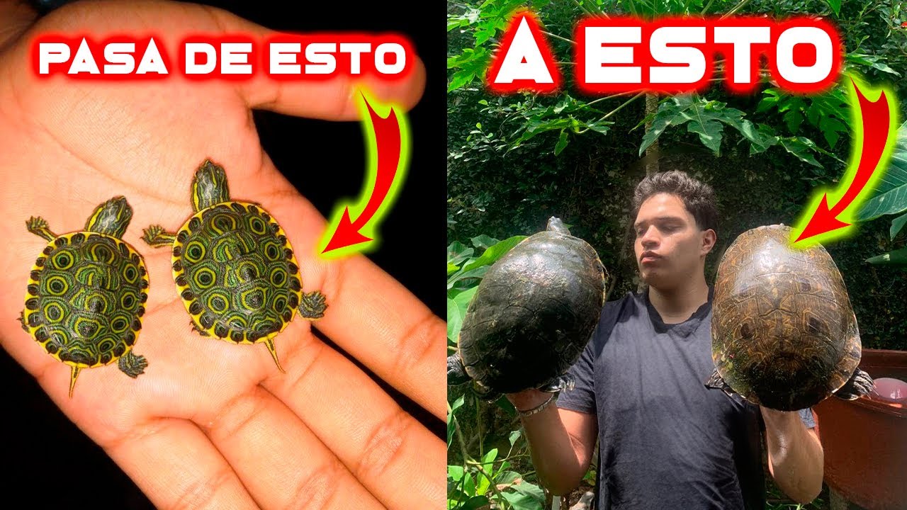 10 CONSEJOS PARA QUE TU TORTUGA SEA ETERNA 😍😍😍