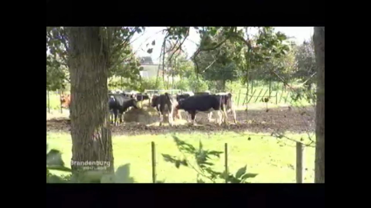 Der Landschleicher in Bergerdamm