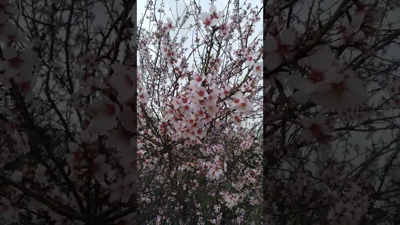 Almendro en flor