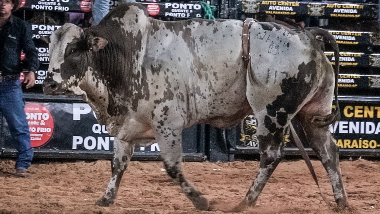 DISPUTA FINAL em TOUROS | RODEIO de LAV&Iacute;NIA-SP 2026