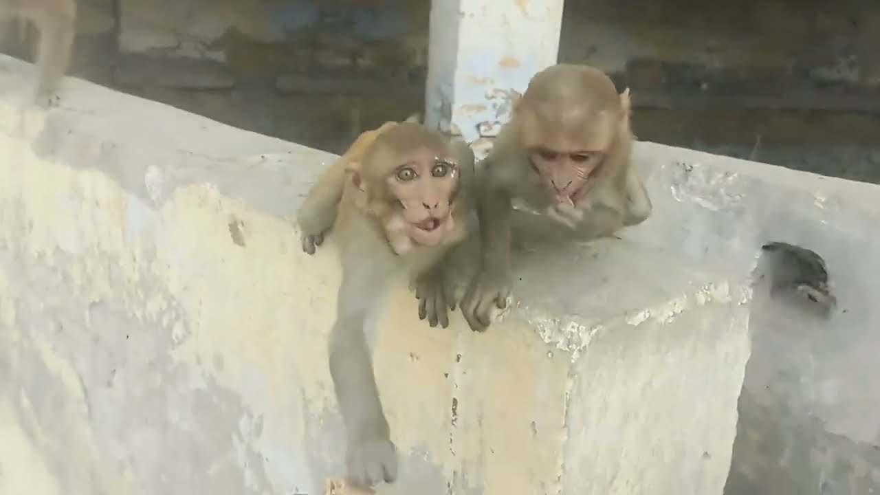Monkey bhag bhag 🐒🌌 #monkey #monkeyvideo #funny #minivlog 