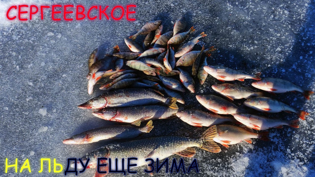 ВЕСЕННИЙ ОКУНЬ И ЩУКА - РЫБАЛКА ВЕСНОЙ