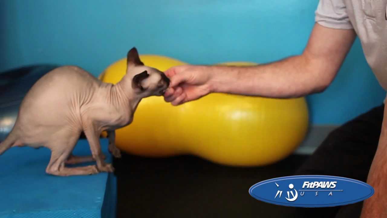 Lure reward Training for Animal Physical Rehabilitation