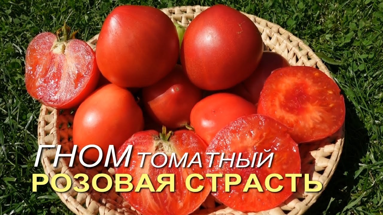 Томатный гном РОЗОВАЯ СТРАСТЬ. Обзор сортов ТОМАТОВ!