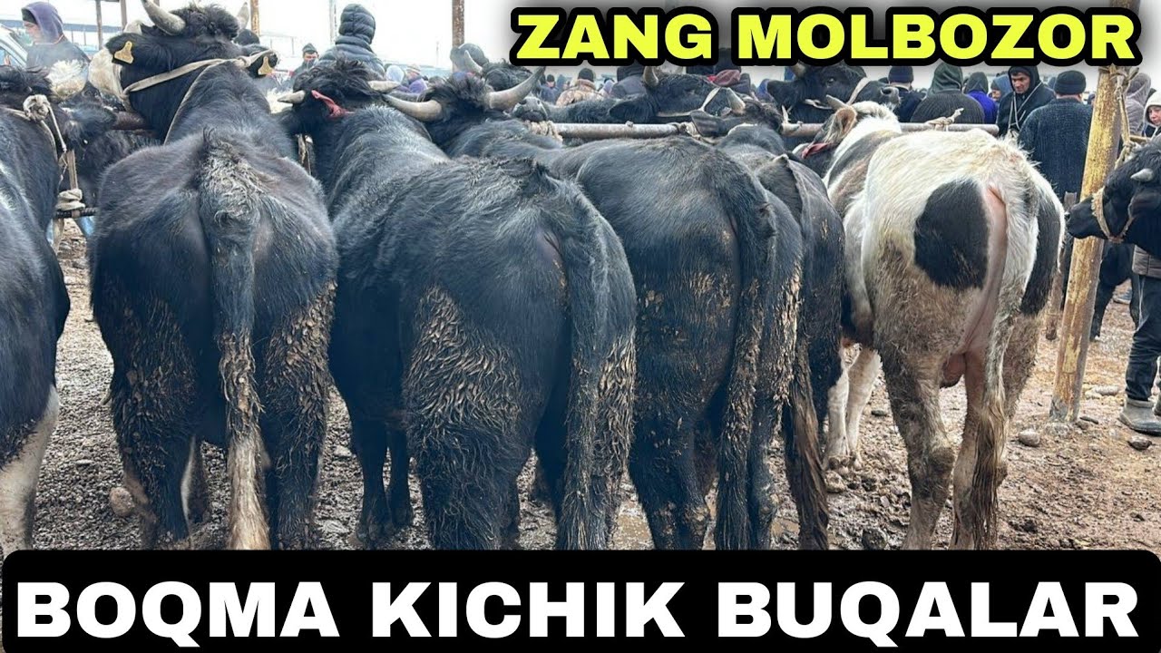 BOQMA VA KICHIK BUQALAR NARXLARI SURXONDARYO MUZRABOT ZANG MOLBOZORI 24.01.2026