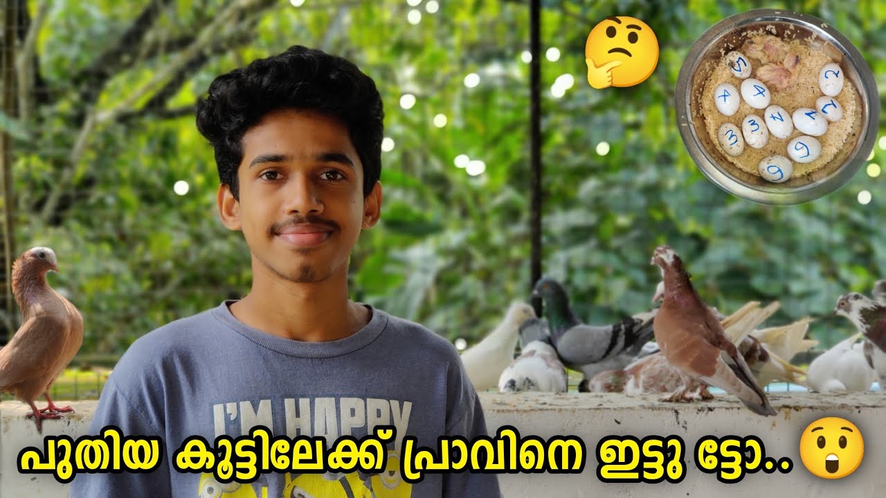 പുതിയ കൂടിലേക്ക് പ്രാവിനെ ഇട്ടു ട്ടോ..🤩 | New Members 🕊️ | Parava Loft Updation 🔥| Sinan CT ♥️