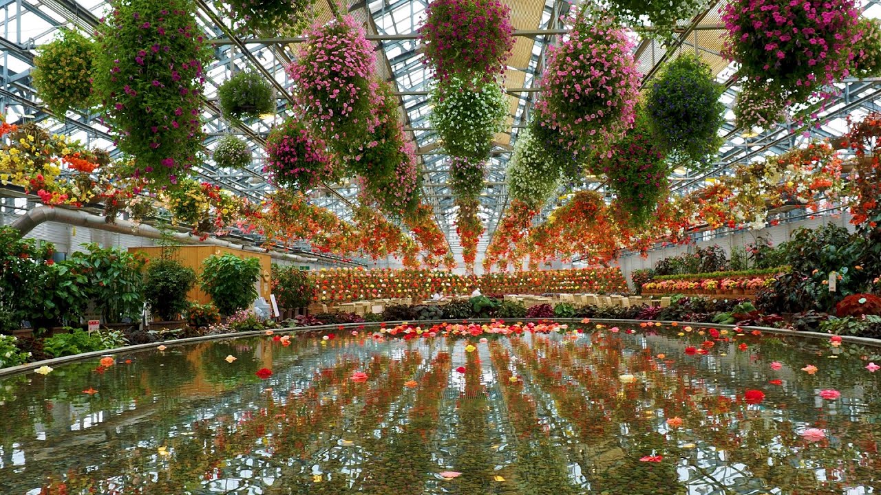 MIE. Begonia Garden at Nabana-no-sato  (greenhouse) #なばなの里 #4K