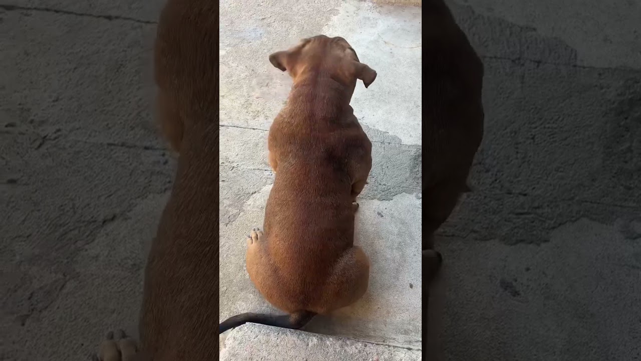 Micro bully for sale