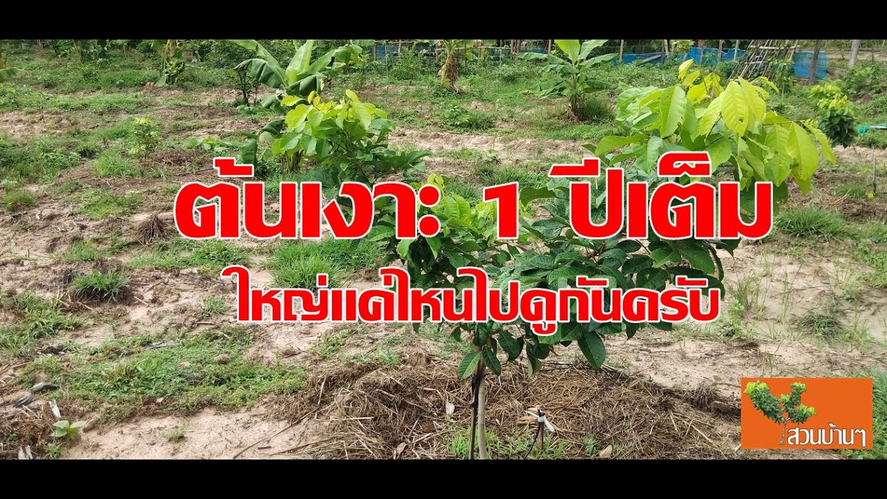 ต้นเงาะ 1 ปีเต็ม (ปลูก มิ.ย.62 - มิ.ย.63) ต้นใหญ่แค่ไหนไปดูกันครับ