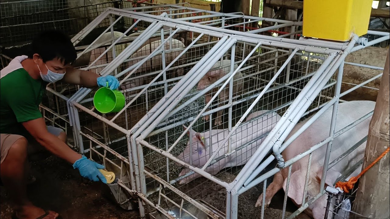 Kailangan palaging malinis din ang kainan ng mga baboy natin