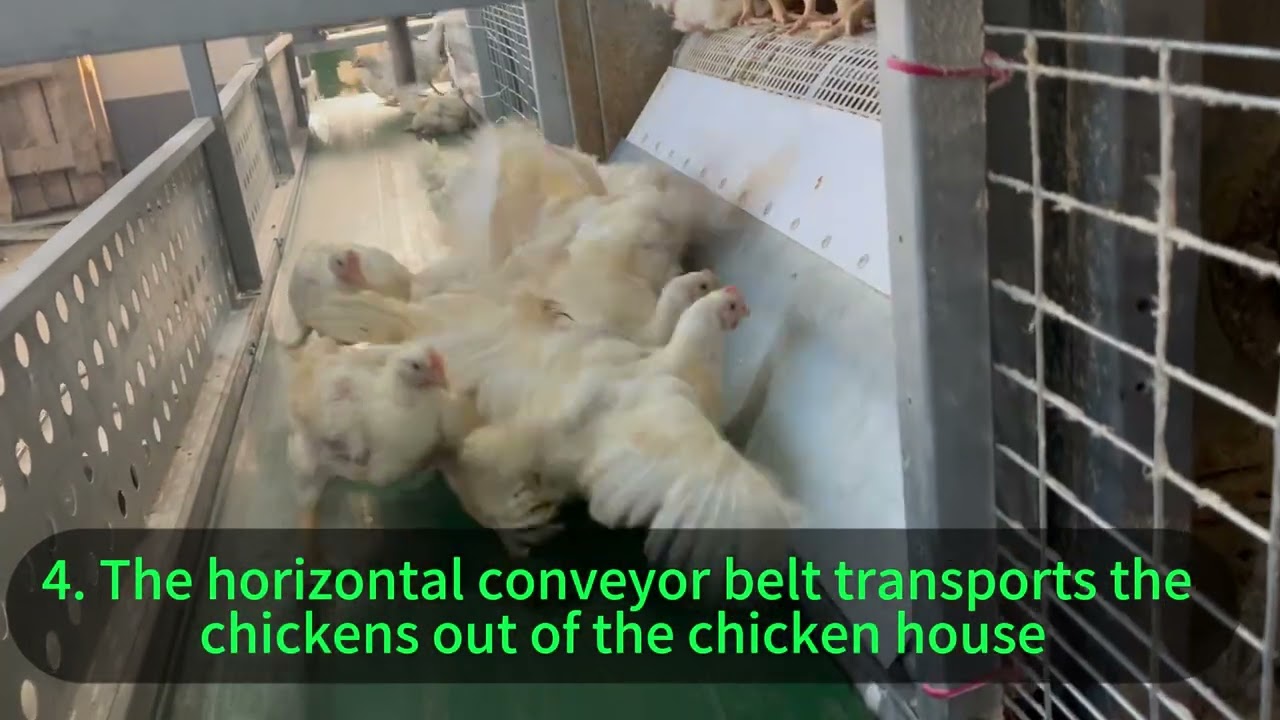 How does the chain-type automatic broiler cage automatically harvest chickens? #broilerfarm