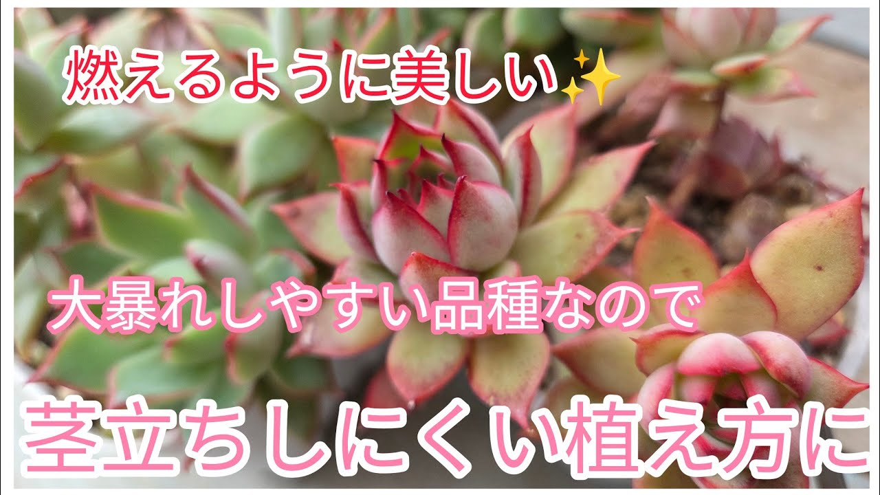 増え過ぎ注意！😅燃えるように美しい苗を、よりコンパクトに美しく育てたい✨