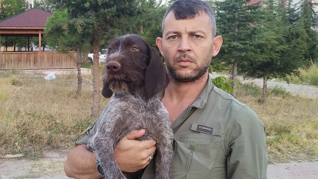 Yavru K&ouml;pek Eğitimi B&ouml;l&uuml;m 1...👉👉👉👉👉YANDA Y&Uuml;R&Uuml;ME 👈👈👈👈👈