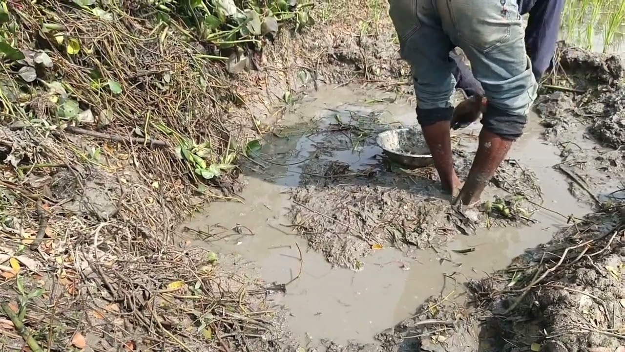 আলহামদুলিল্লাহ আজকে অনেক মাছ পেলাম.....!🐬🐬🐬