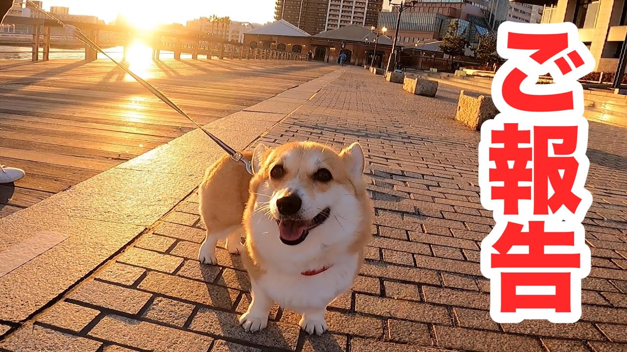 愛犬の生と死について【コーギー】About the life and death of my dog
