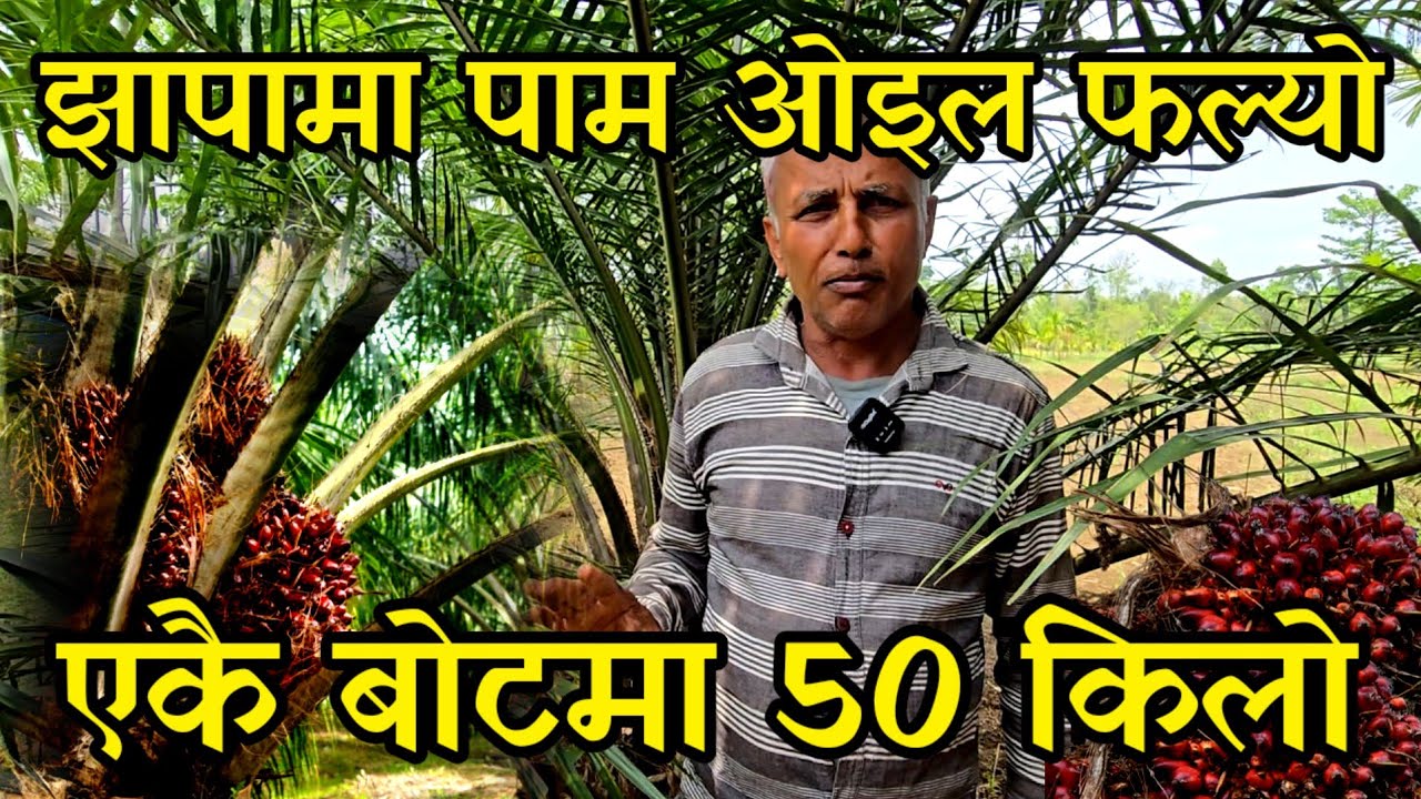 झापामा लटरम्म पाम फल फल्यो,थोरै लगानिमा धेरै आम्दानी गर्न सकिन्छ agriculture