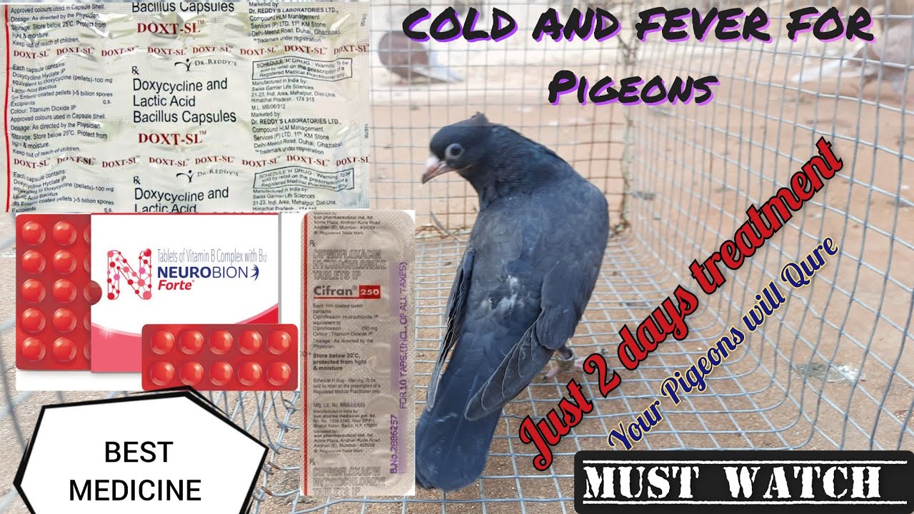 🥶Cold and Fever Medicine for Pigeons🕊How to cure Pigeon cold🔥Best Medicine💯