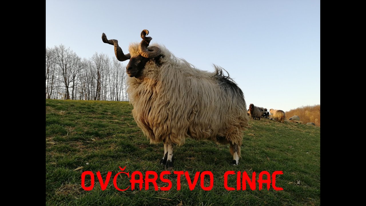 Ovčarstvo Cinac