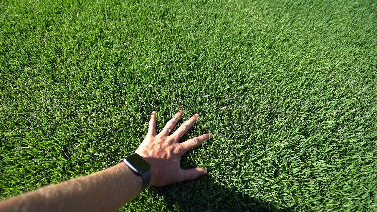 Kikuyu Update and Reel Low Mow // Kikuyu Lawn Tips