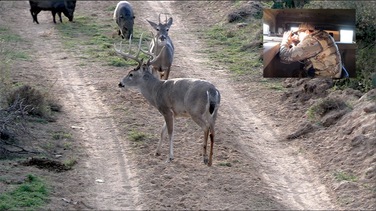 Caza de Venado Grande en Coahuila Mexico