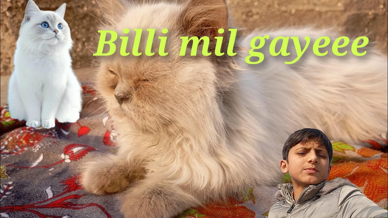Billi mil gayeee Bale Bale 😼😻 keha se ayee ❓❓