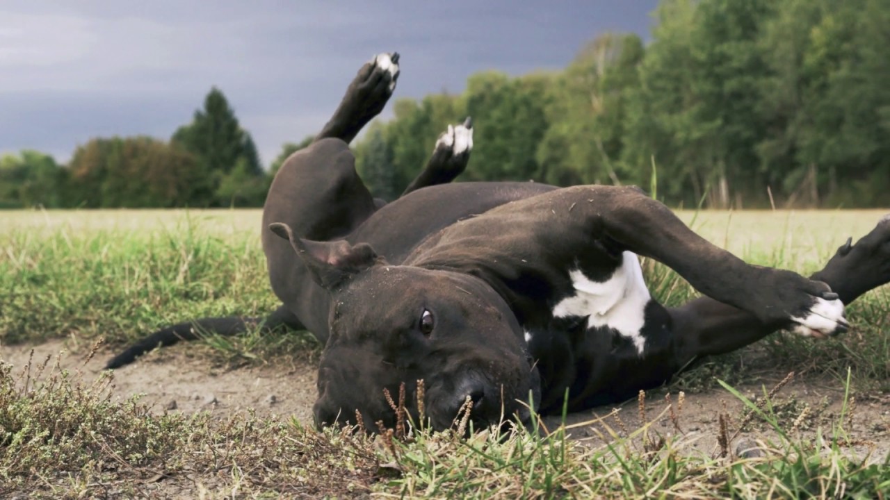American Staffordshire Terrier - Jasper