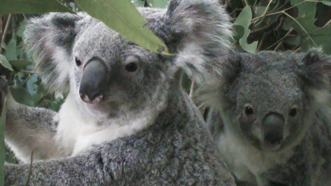 Koalas: Calling for Conservation Documentary (2013)