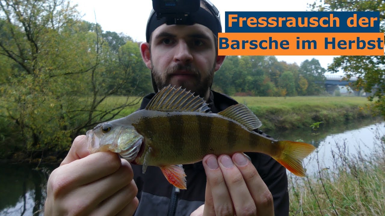 Spinnfischen im Herbst auf Barsch, Forelle und D&ouml;bel am kleinen Fluss