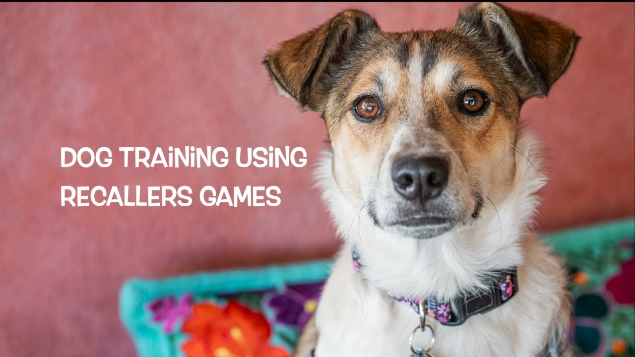 Dog Training Using Recallers Games is about Love (Xoxo)
