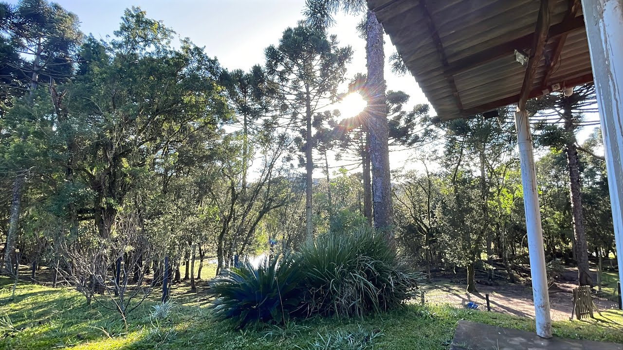 MOSTREI COMO ESTÁ O PASTO DE INVERNO, COLHI ALGUMAS FRUTAS DO NOSSO POMAR.