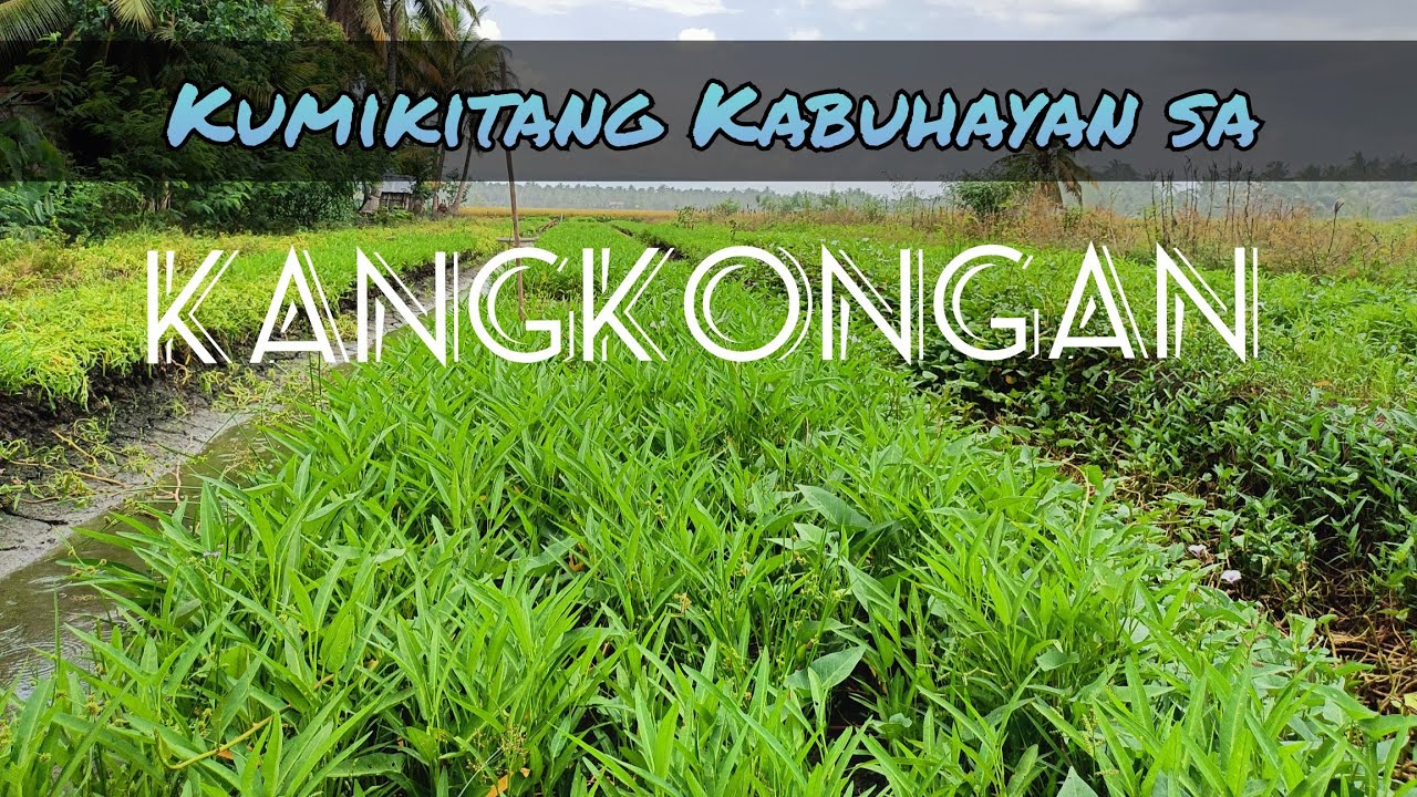 How to Plant Chinese Kangkong @AgribusinessHowItWorks @VillageFoodChannelOfficial