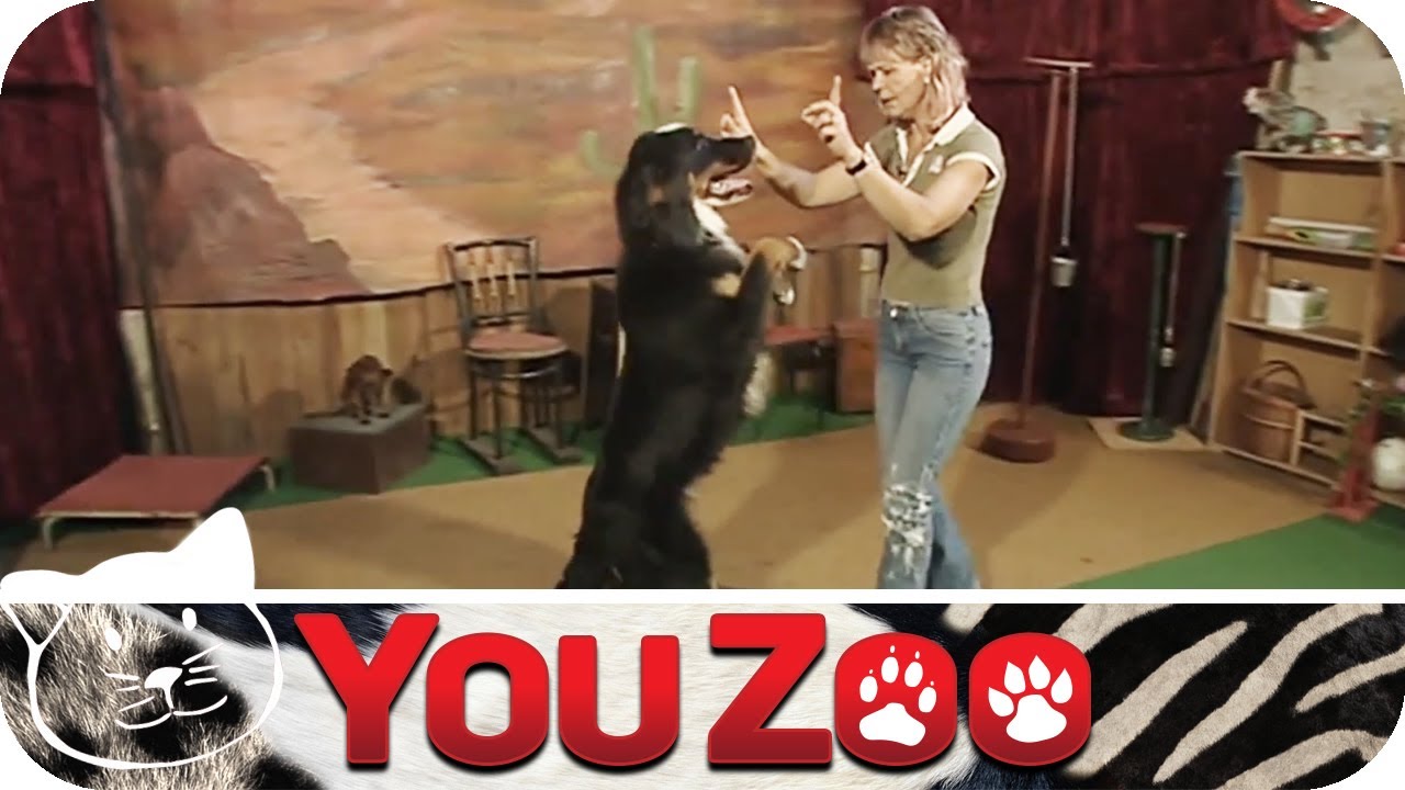 Hundedressur │YouZoo