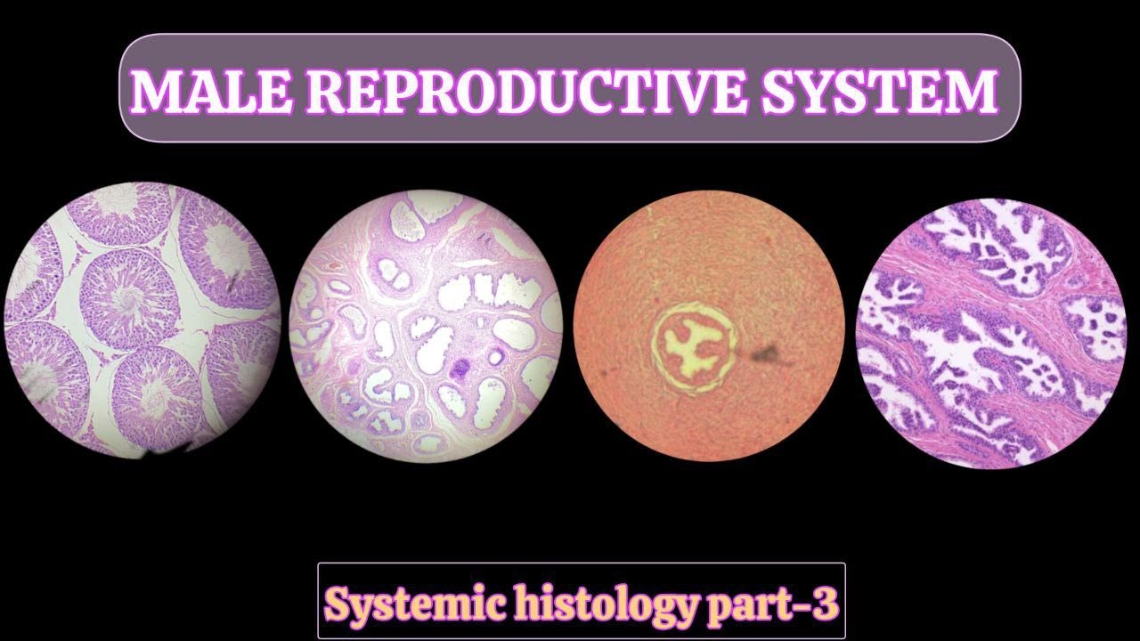 MALE REPRODUCTIVE SYSTEM || SYSTEMIC HISTOLOGY PART-3🔬🩺