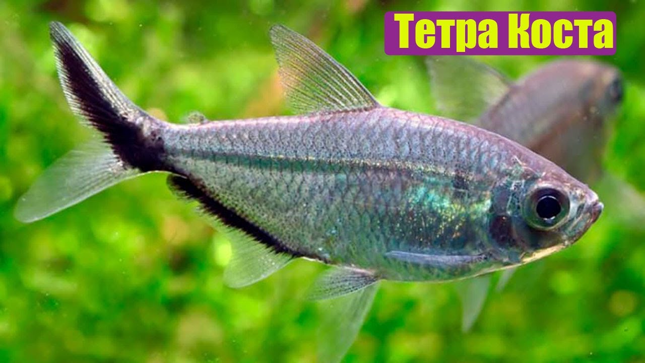 Тетра Коста - Moenkhausia costae
