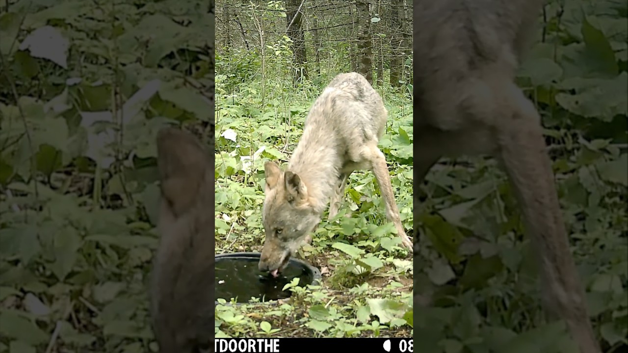 How COOL IS THIS - Wolf strolls up to watering hole for a quick drink! What a trail cam capture!