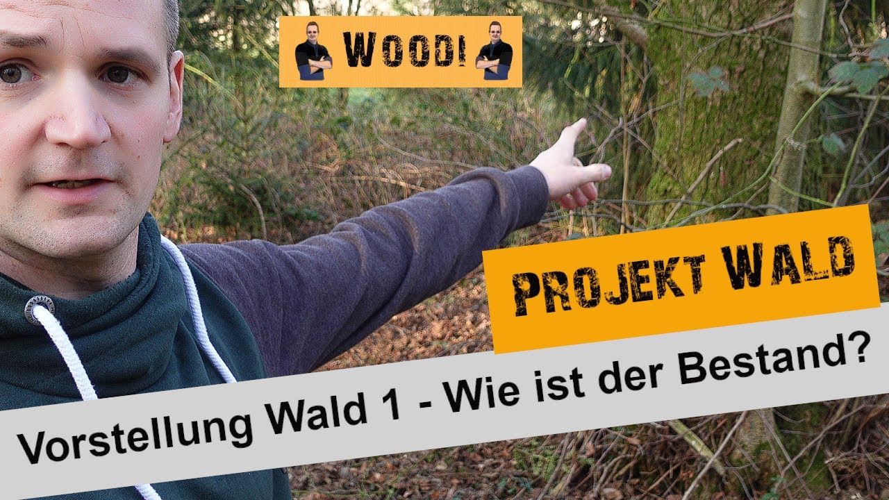 Mein Wald - Vorstellung Waldstück 1- Wie ist der Bestand? Woodi - Projekt Wald