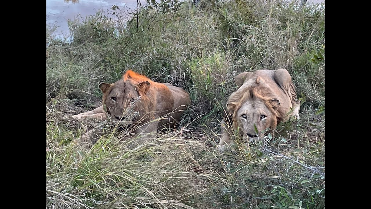 Awesome Game Viewing at Timbavati - South Africa