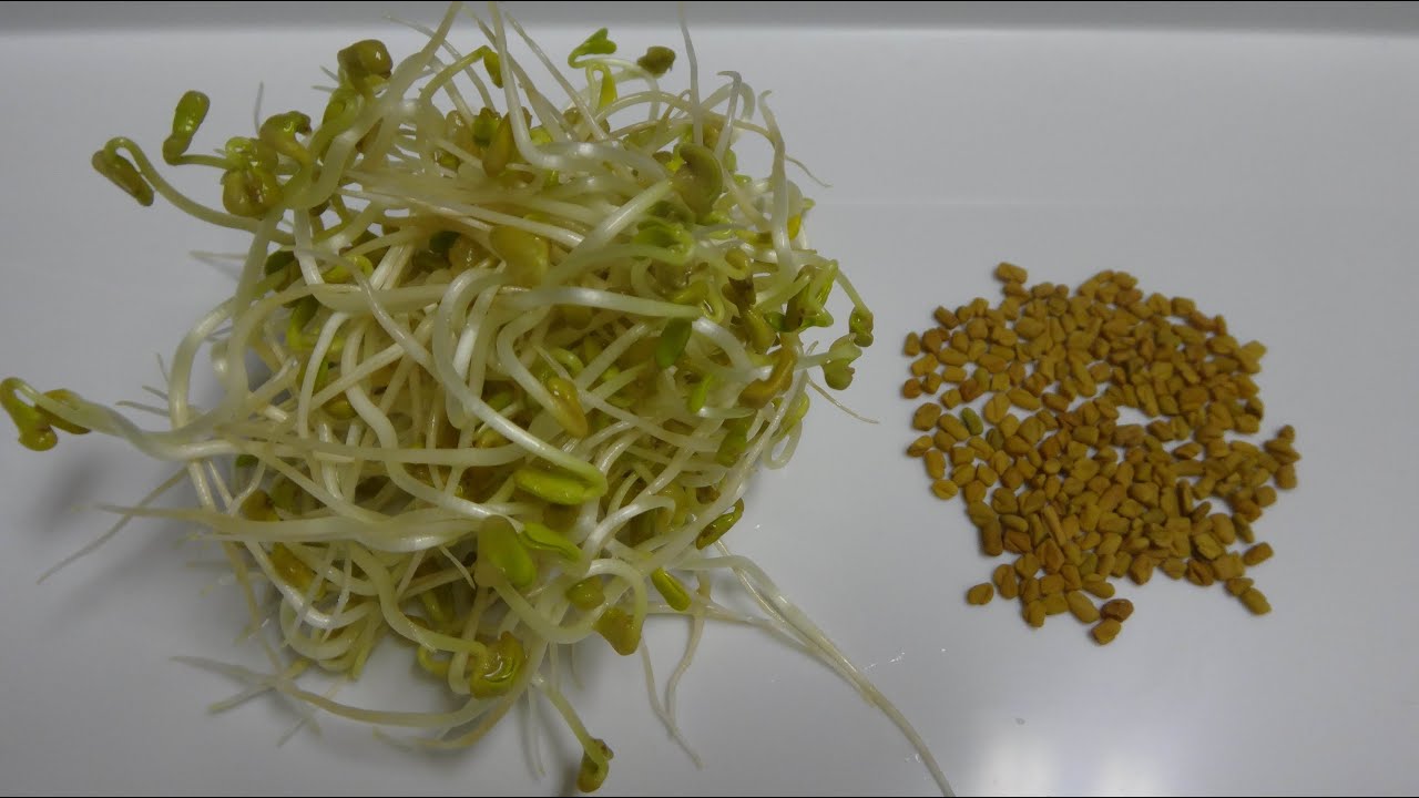 How to Sprout Fenugreek - Cheap and Easy Method